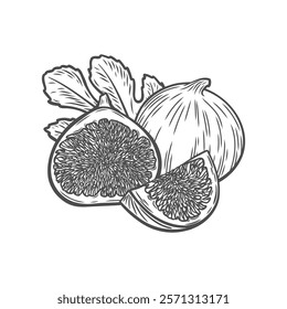 A fig, a half, a slice of a fig and a leaf in the style of line drawing. Engraving with fig. Great for packaging and menus.