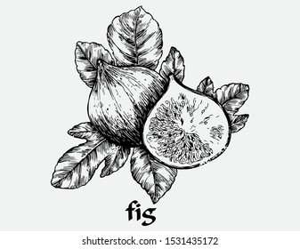 fig  hand draw vector line black