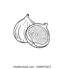Ilustración de dibujo de mano de fijación en color negro aislado en fondo blanco en vector