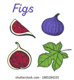 Fig hand drawn vector illustration. Fig slice. Vector illustration. 