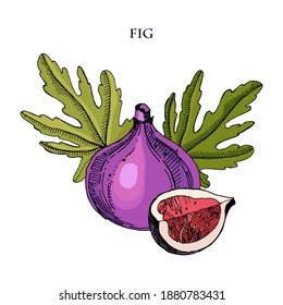 Feigenhandgezeichnete Vektorgrafik.Detaillierte Gravierstil-Skizze. Sommerfrucht einzeln auf weißem Hintergrund.Gravierende Früchte. Kochzutat.