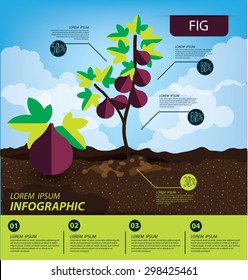 fig, infographics. fruits vector illustration.