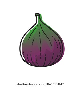 Fig aislada en el fondo blanco. Ilustración vectorial de la fruta.