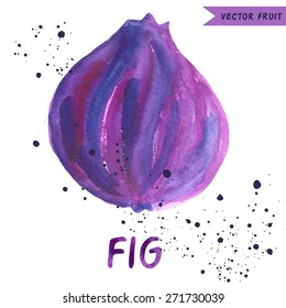 Fig. Isolated watercolor fruit on background. Vector illustration. EPS 8