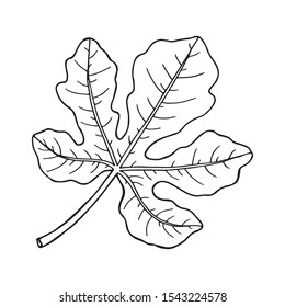 Fig leaf. Drawing in sketch style. Hand drawn vector illustration.