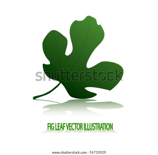Fig Leaf Illustration Stock Vector (Royalty Free) 76733929