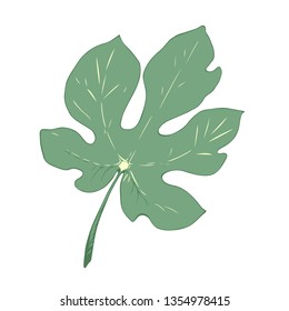 fig leaf isolated on white background vector illustration. green leaf hand drown