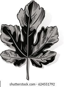 fig leaf on a white background.