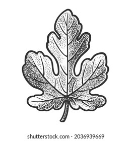 Fig leaf sketch engraving vector illustration. T-shirt apparel print design. Scratch board imitation. Black and white hand drawn image.