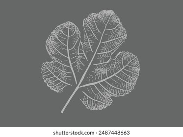 Fig leaves design illustration with stamp effect. Botanical print of a variety of fig leaf specimen.