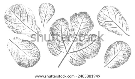 Fig leaves design illustration with stamp effect. Botanical print of a variety of fig leaf specimen.