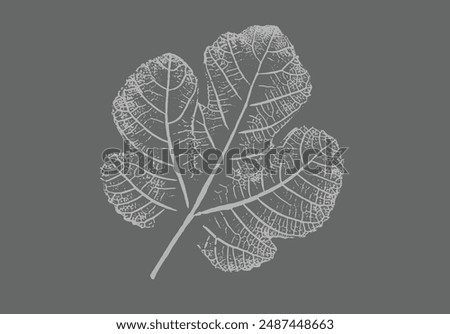 Fig leaves design illustration with stamp effect. Botanical print of a variety of fig leaf specimen.
