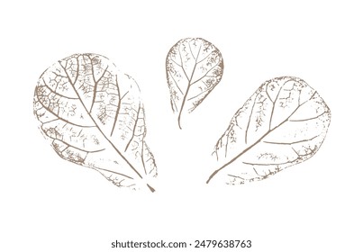 Fig leaves drawn or stamped on white background. Monotone leaf prints.