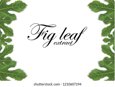 Fig leaves on white background. Figs leaf. Banner design elements. Vector illustration.