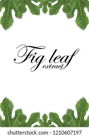 Fig leaves on white background. Figs leaf. Banner design elements. Vector illustration.