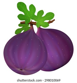 Fig with leaves on a white background. Vector illustration.