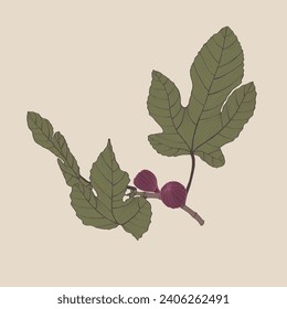 Fig line element. Exotic branch with fruit and leaves. Ripe fig icon. Seasonal farm organic harvest. Autumn Vegetable Festival in October. Delicious and healthy food for cooking.