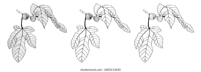 Abb. Linien-Elemente. Exotischer Ast mit Früchten und Blättern. Reife Feigensymbol. Saisonale landwirtschaftliche ökologische Ernte. Herbstfest Gemüse im Oktober. Köstliche und gesunde Speisen zum Kochen.