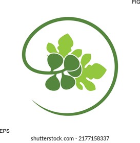 Fig logo. Isolated fig on white background