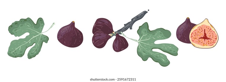 Fig on a branch with a green leaf. Southern exotic purple fruits on a twig. Vector set illustration in a flat style, isolated on a white background.
