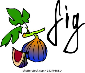 Fig on a branch with leaves and an inscription vector stock illustration isolated on white background in hand drawn style