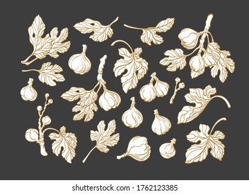 Fig plant set. Vector art line graphic illustration. Botanical tree, vintage fruit, texture leaves. Organic summer collection. Raw exotic food. Nature plantation, bio harvest