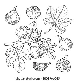 Fig. Set with whole cut fruit, branch and leaves. Drawing in sketch style. Hand drawn vector illustration.