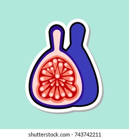 Fig Sticker On Blue Background Colorful Fruit Icon Vector Illustration