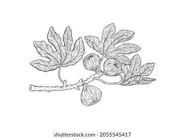 Fig tree branch with hanging fruit, engraving sketch style vector illustration isolated on white background. Botanical detailed hand drawn image of fig plant.