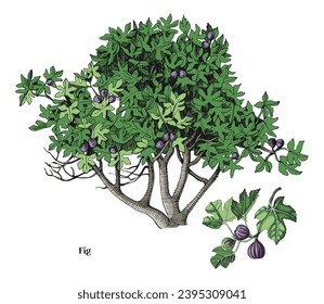 Fig tree and branch vector