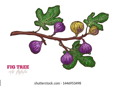Fig tree branch vector hand drawn illustration. Ripe exotic delicious fruit and leaves sketch illustration. Fresh purple tasty figs isolated clipart. Botanical greeting card design element