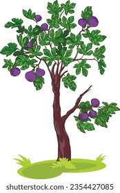 Fig Tree Delicious fruits and beautiful trees