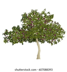 Fig tree (Ficus carica) with mature fruits in the summer on a white background 