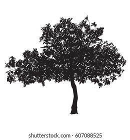 Fig tree (Ficus carica) silhouette with sheet on a white background