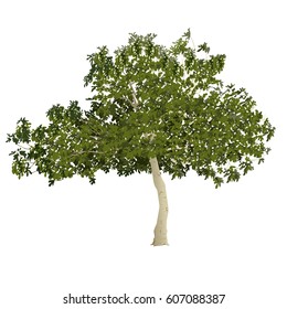 Fig tree (Ficus carica) in the summer before formation of fruits on a white background