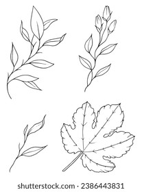 Fig tree figa line branch plant tree leaves leaf black line outline graphic sketch natural 