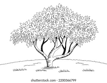 Fig tree graphic black white landscape sketch illustration vector 