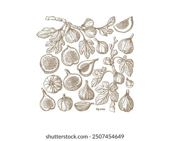 La higuera. Dibujado a mano boceto botánico sobre fondo blanco. Planta tropical de Vector, fruta dulce cruda, hoja exótica en estilo gráfico. Cosecha agrícola. Plantilla de textura para el diseño de alimentos
