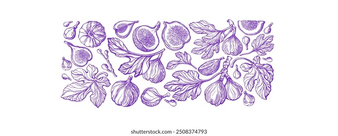 Fig tree. Hand drawn botanical illustration on white background. Vector tropical plant, raw sweet fruit, exotic leaf in graphic style. Farm harvest. Texture print for food design