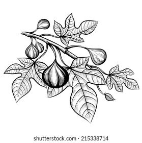 Fig-leaf Images, Stock Photos & Vectors | Shutterstock