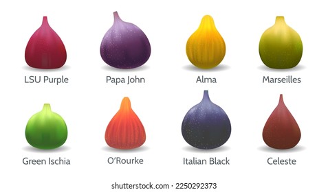 Fig varieties. Figs lsu purple papa john alma marseilles green ischia orourke italian black celeste in cartoon realistic style isolated on white background