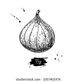Fig vector drawing. Hand drawn isolated fruit.  Summer food engraved style illustration. Detailed vintage vegetarian sketch. Great for label, poster, print, menu