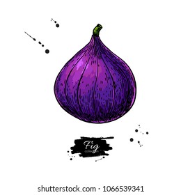 Fig vector drawing. Hand drawn isolated fruit.  Summer food illustration. Detailed vintage vegetarian sketch. Great for label, poster, print, menu