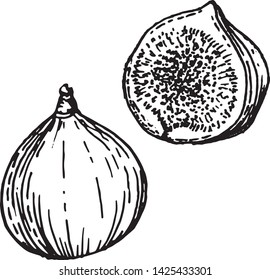 Fig vector drawing. Hand drawn fruit and sliced piece. Summer food engraved style illustration. Detailed vegetarian sketch. Great for label, poster, print, menu