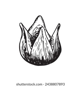 Fig vector drawing. Hand drawn fruit and sliced piece. Summer food engraved style illustration. Detailed vegetarian sketch. Great for label, poster, print, menu