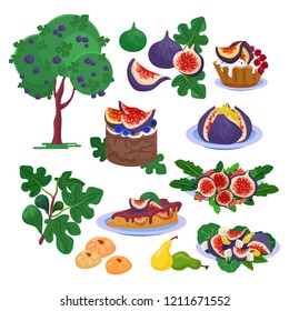 Fig vector fresh fruity food and ripe figs healthy organic sweet dessert illustration freshness set of fig tree with leaves and exotic natural fruit diet isolated on white background