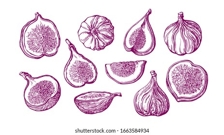 Fig vector set. Natural sweet fruit and sliced piece isolated on white background. Art hand drawn illustration. Vintage botanical sketch, engraving. Vegan fresh food. Summer natural dessert
