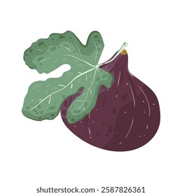 Fig whole and green leaf. Southern exotic purple fruit with leaves. Vector illustration in flat style isolated on white background.