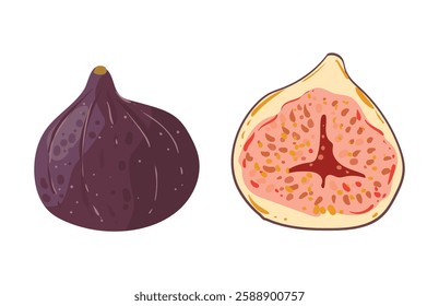 Fig whole and slice. Southern exotic purple fruit. Vector illustration in flat style isolated on white background.