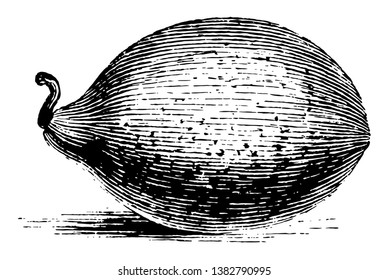 The Figari melon is an ornamental and small fruited melon, vintage line drawing or engraving illustration.